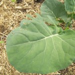 Packman Broccoli (At Home) 4 Weeks