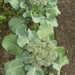 Packman Broccoli Central Head Harvest