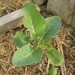 Snow Crown Cauliflower (2 Weeks)