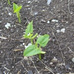Tavera Beans Sprouting Tavera Beans Sprouting
