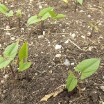 Velour French Filet Beans Sprouting Velour French Filet Beans Sprouting