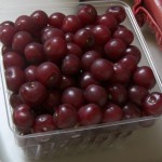 Balaton Cherries Balaton Cherries