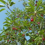Wasem Cherries