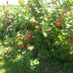 Wasem Red Currants