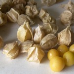 Ground Cherries Ground Cherries