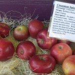 Cinnamon Spice Apples Cinnamon Spice Apples