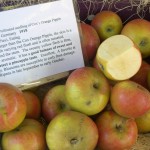 Holstein Apples Holstein Apples