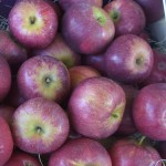 NY 75414-1 Apples NY 75414-1 Apples
