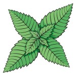 green-mint-leaves green-mint-leaves