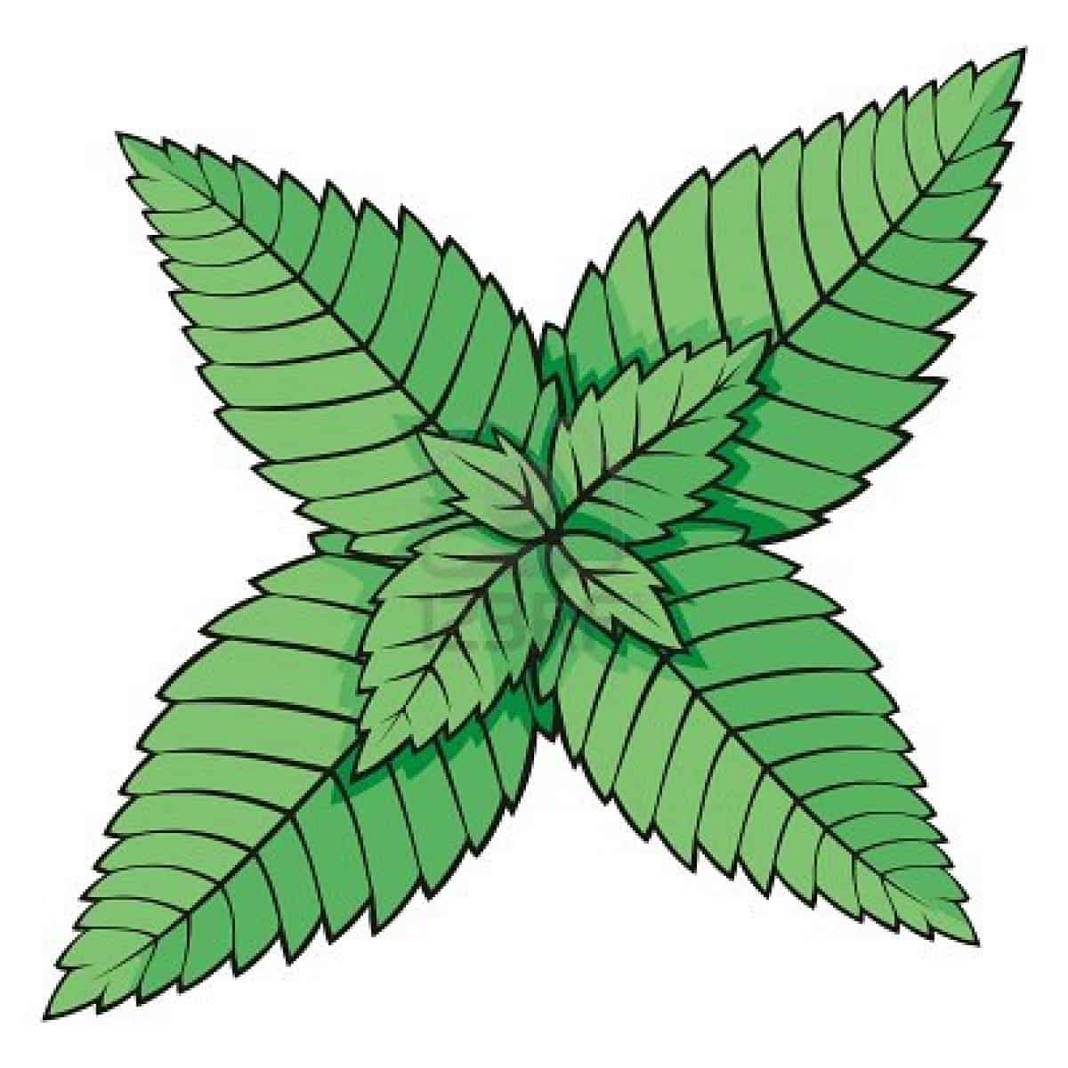 free mint leaves clipart - photo #8