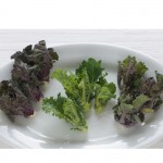 FloweringSprouts