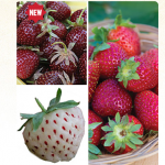 burpee3colorstrawberries burpee3colorstrawberries