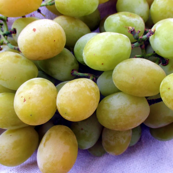 How Did They Make Grapes Taste Like Cotton Candy Eat Like No One Else How Did They Make Grapes Taste Like Cotton Candy Eat Like No One Else