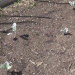 Packman Broccoli Transplant 2