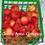 Queen Anne Cherries