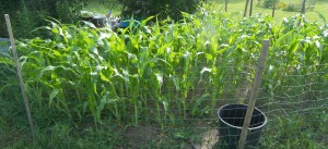 Corn 7-14-10 (1)