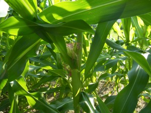 Corn 7-27-10 (2)
