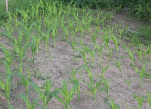 Corn June 30