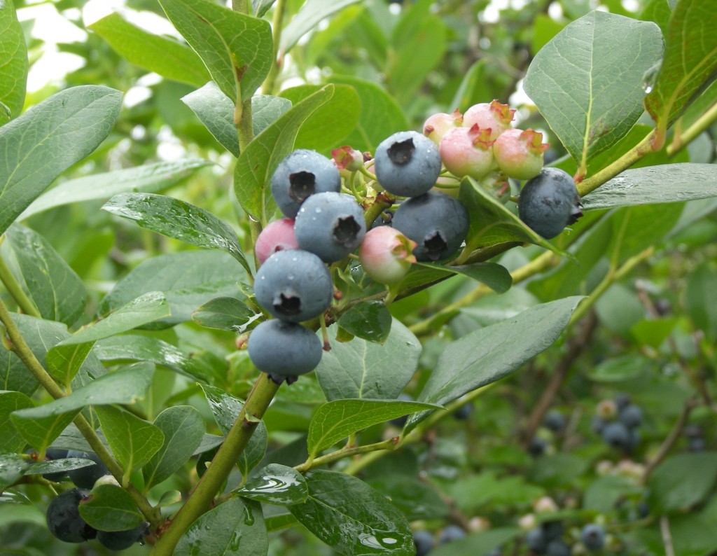 Blueberries on a highbush plant.