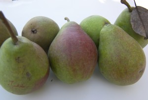 Clapps Favroite Pears