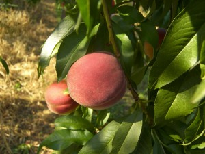 Kapnick Peaches 1