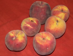 Loring Peaches