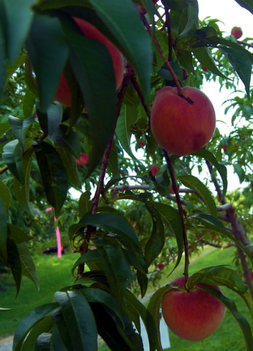 Red Haven Peaches hanging in tress at an orchard ready to be picked