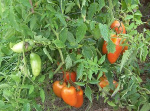 San Marzano Tomatoes - 1