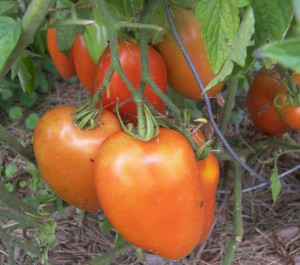 San Marzano Tomatoes - 2