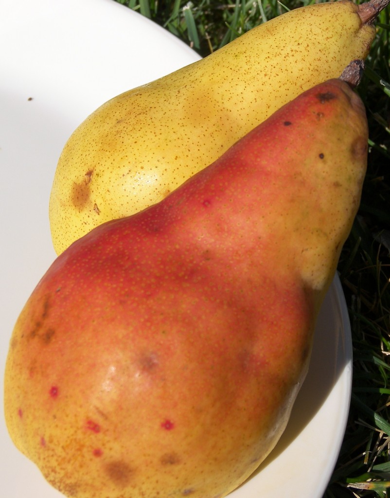 Spartlett Pears