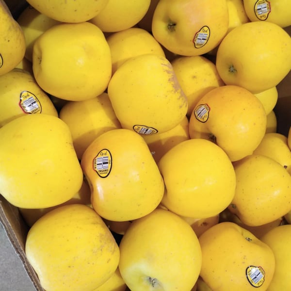 A grocery store display of yellow Opal apples in a pile.