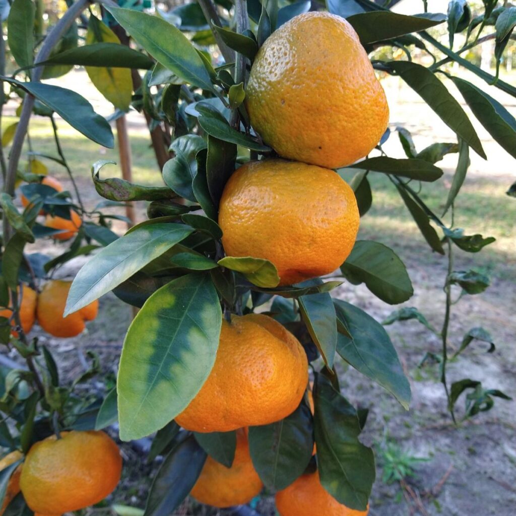 Satsuma mandarins in a dwarf sized tree with green leaves.