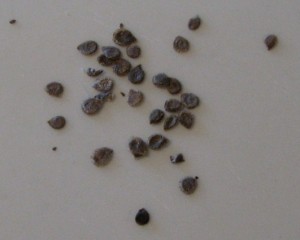 San Marzano Seeds
