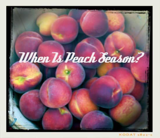 When Is Peach Season