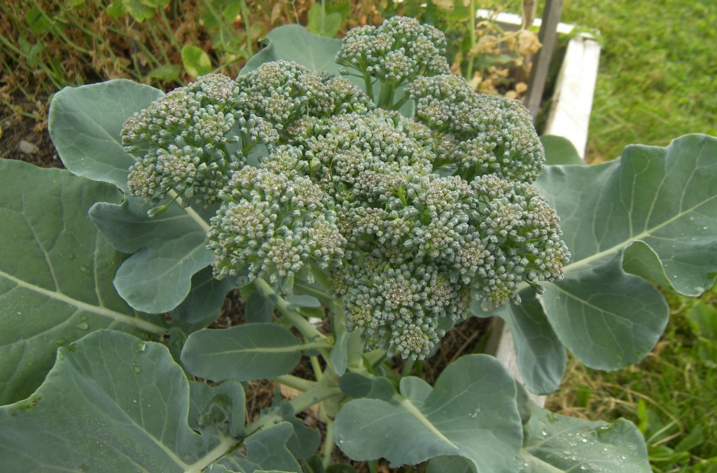 Growing green Broccoli in my garden