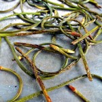 Roasted Garlic Scapes