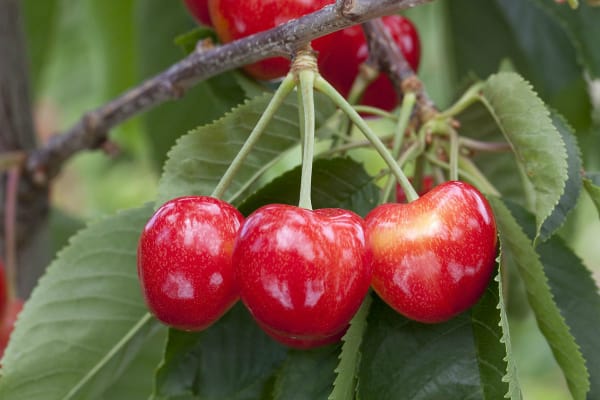 3 Orondo ruby cherries hanging in the trees