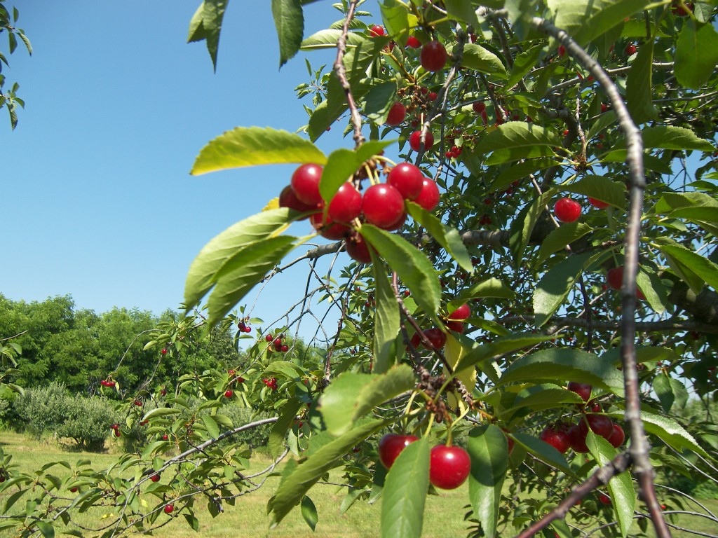 Michigan Tart cherries 