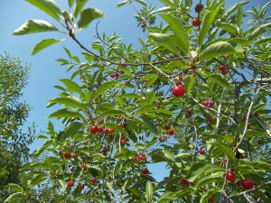 Michigan U-Pick Cherries
