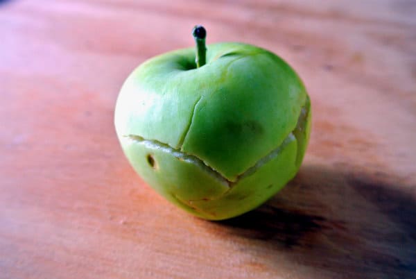 Lodi Apples Cracked