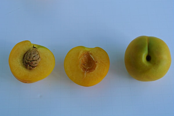 Mango Nectarines