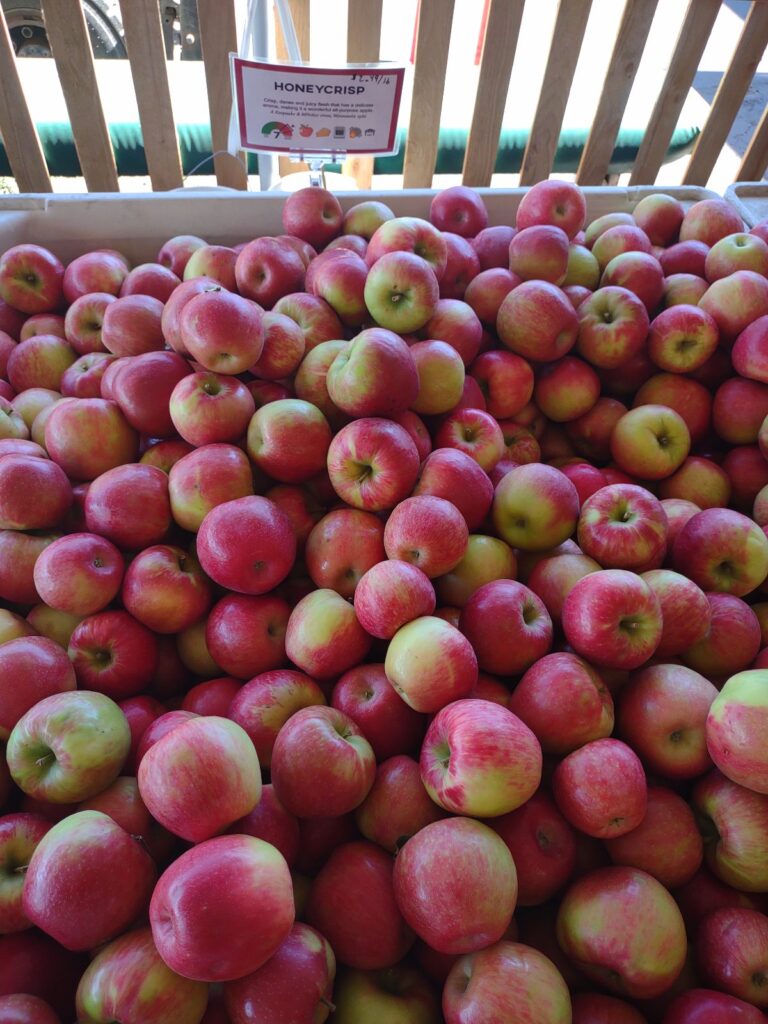 A bin of Honeycrisp apples at an orchard in Oregon.
