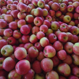 A close up of Honeycrisp apples in a bin in Oregon.