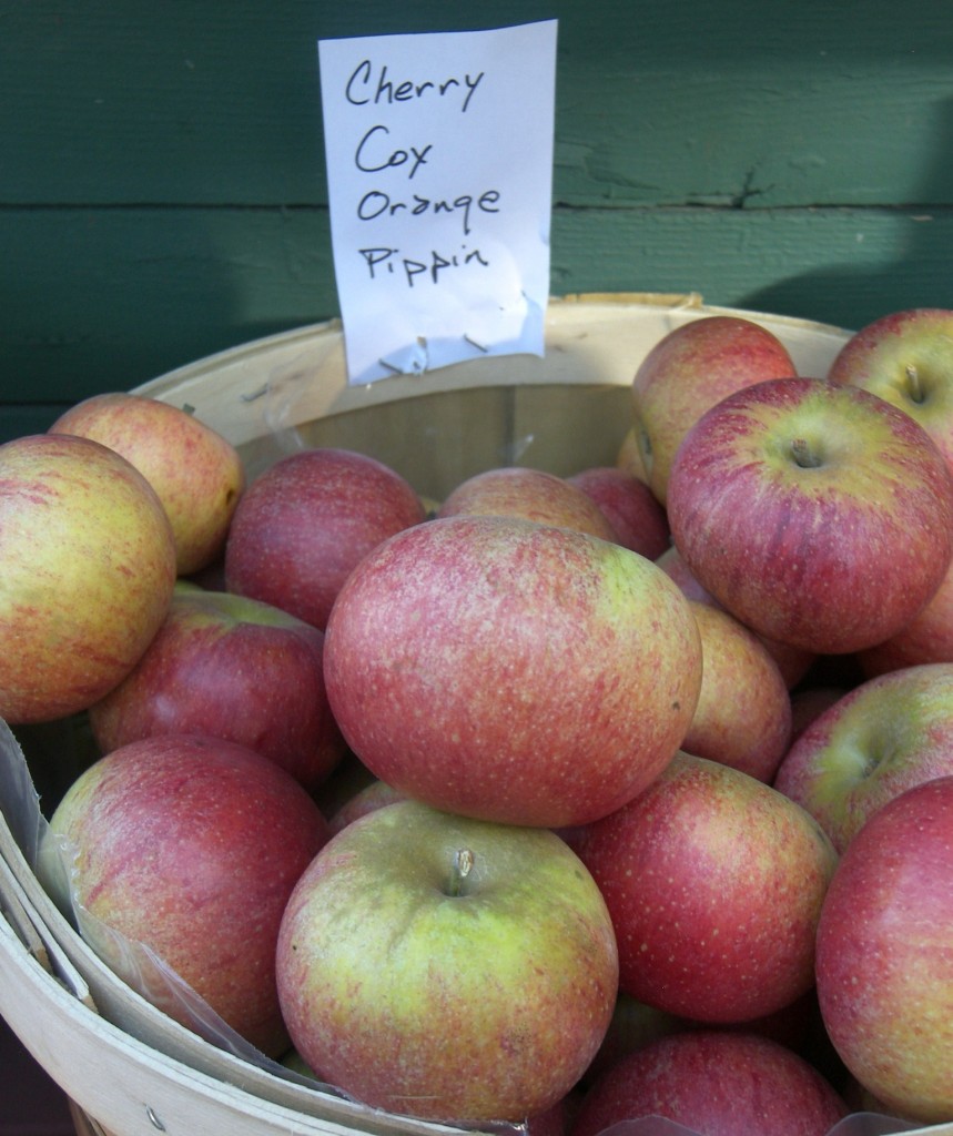 A basket filled with Cherry Cox's Orange Pippen apples.