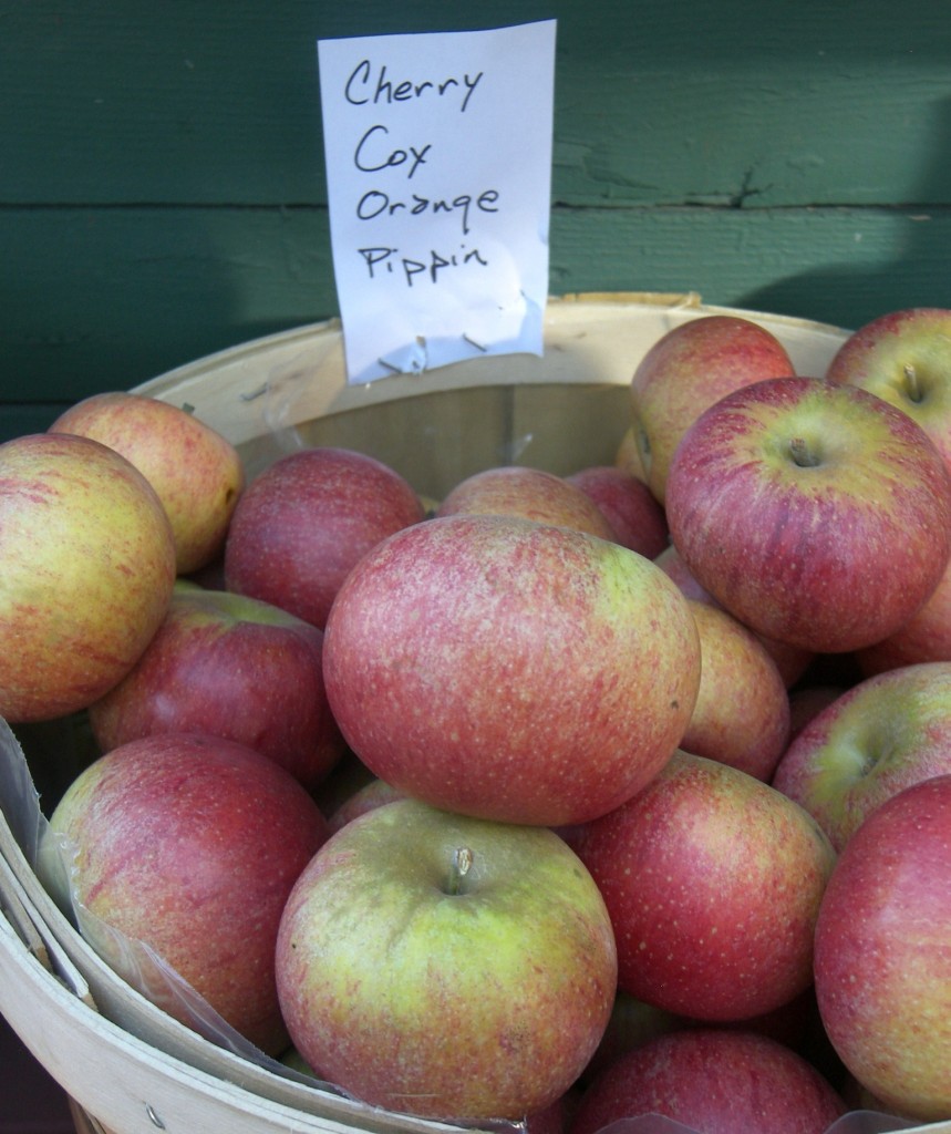 A basket filled with Cherry Cox Orange Pippin apples. 