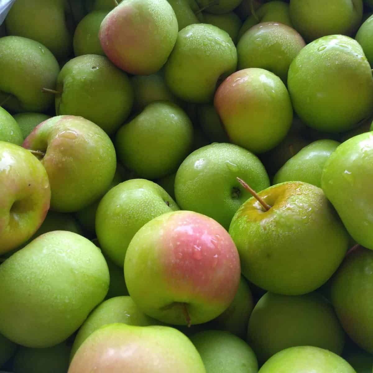 A close up of a bin of green Shamrock apples, some of them with red blush.