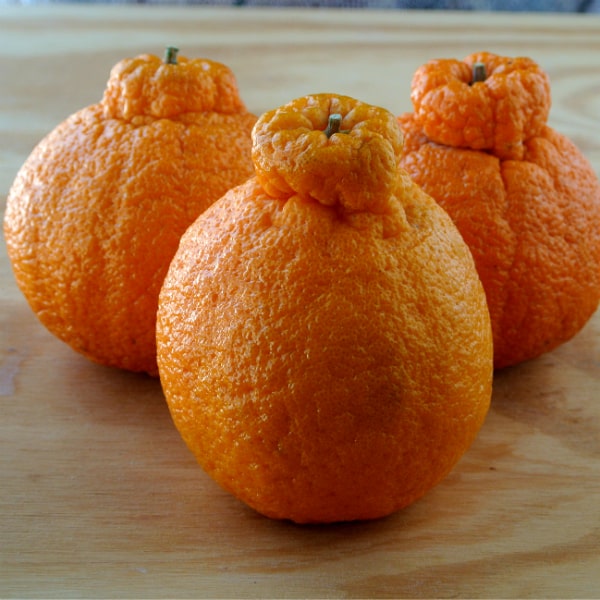 3 Sumo Citrus mandarins sitting on a wood board