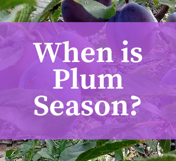 When Does Plum Season Begin (and End)?
