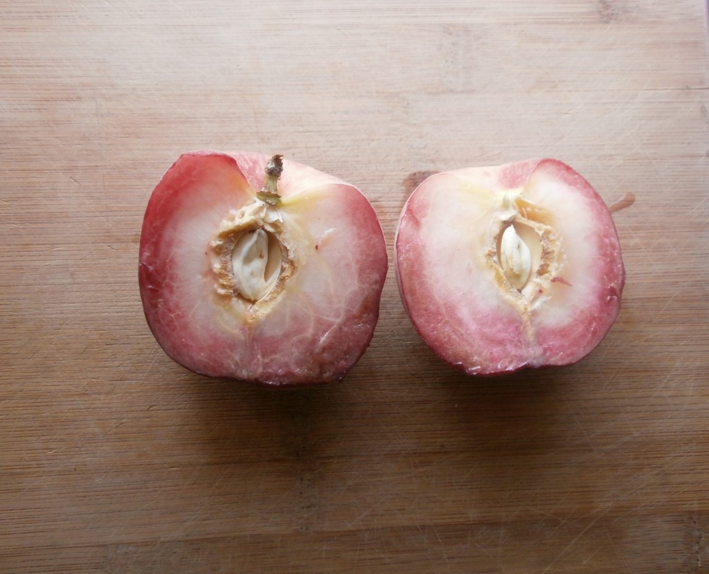 A cut open Snow Angel White Peach that is white inside with some red blush. The pit is split in half.