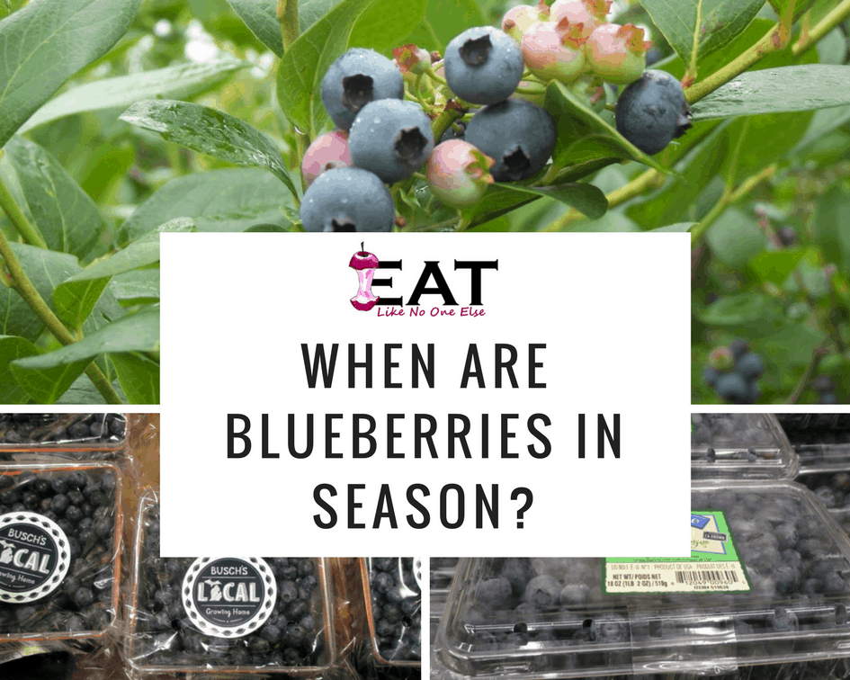 A collage of blueberries with the words over top in a white box "When are Blueberries in Season"